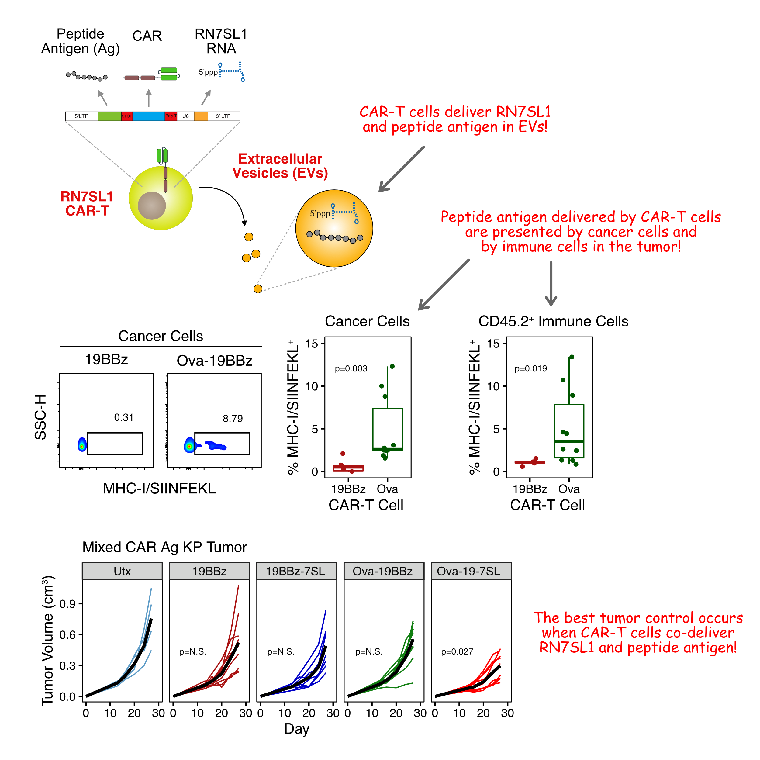 Enhancing IFN and Antigenicity with CAR-T Cells — Andy Minn Lab at